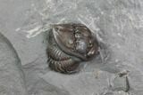 Wide, Flexicalymene Trilobite In Shale - Ohio #85585-1